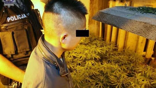 Ogromna plantacja konopi w gm. Jastków. Dwaj Wietnamczycy aresztowani