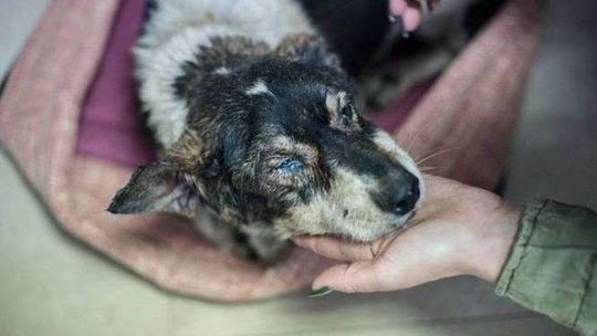 "Ogromna śmiertelność w schronisku. Psy były zarobaczone". Schronisko: "Nagonka"