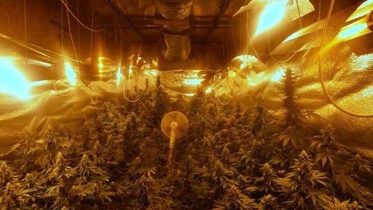 Ogromne, automatyczne plantacje konopi z blisko 400 krzakami. Cztery osoby zatrzymane