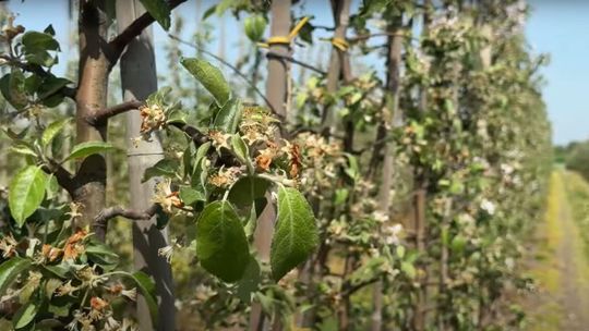 Ogromne straty po przymrozkach. Sadownicy zostali z niczym 