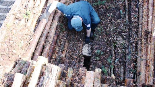 Ogromny przemyt w wagonie z drewnem