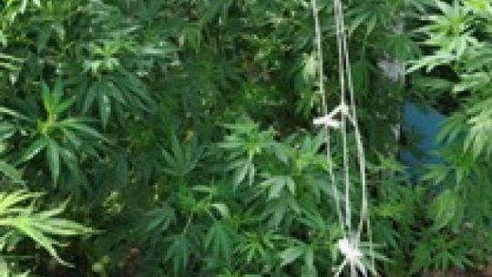 Ojciec i syn uprawiali konopie indyjskie