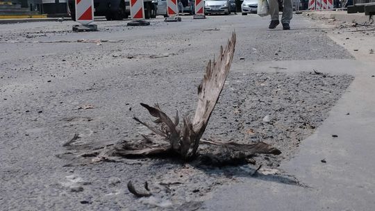 Okolice dworca PKP w Lublinie i fetor z trucheł gołębi