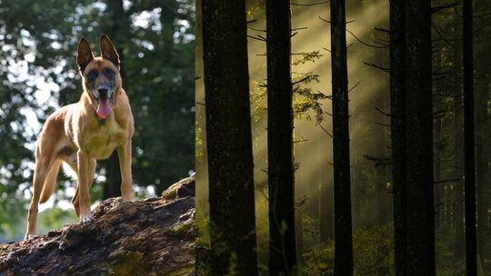 Okropna śmierć mieszkańca Puław. Kierowcę ciężarówki zagryzły psy