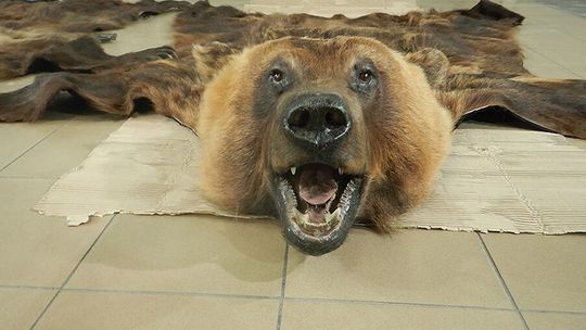 Okrutny przemyt. Ze Wschodu wędrują skóry i wyprawione czaszki zwierząt chronionych