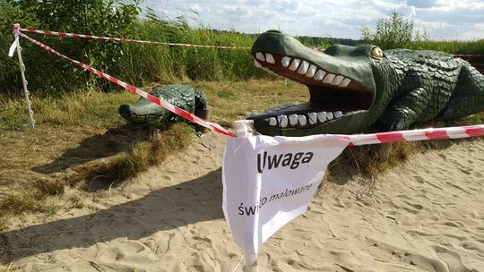 Okuninka: Po 20 latach krokodyl jak nowy