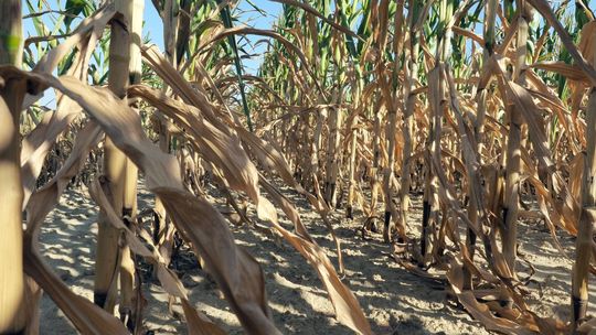 Olbrzymie straty rolników z woj. lubelskiego. Najgorzej jest w dwóch powiatach