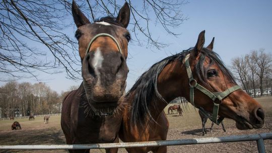 Olbrzymie straty stadniny w Janowie. Komentarz rzecznika: Ktoś boi się, że nam ta aukcja wyjdzie
