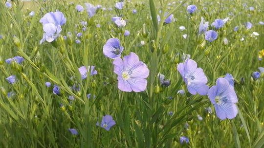 Olejarnia Skarby Natury