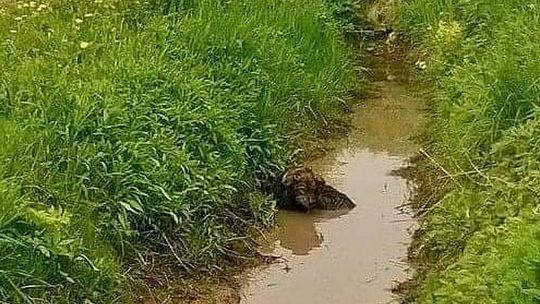 Omal nie utopił się w rowie z wodą. Trwa walka o życie Szuwarka [wideo]