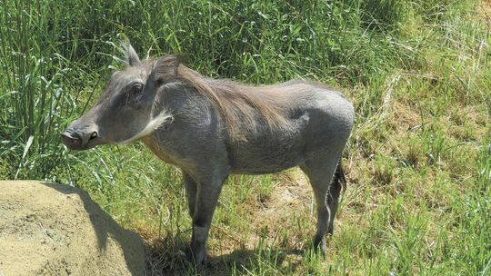 Ona miła i spokojna, on na kwarantannie. Nowi mieszkańcy ZOO w Zamościu