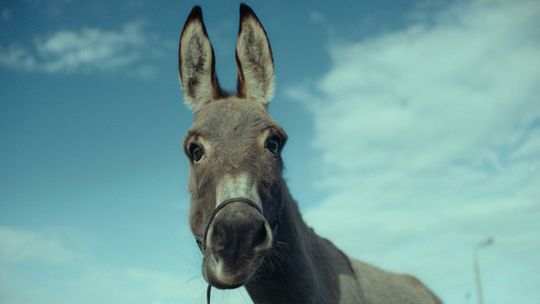 "Opiekun" i "IO" w Kinie w Bramie