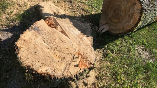 Opole Lubelskie. Dlaczego wycinają nam drzewa?