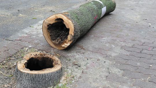 Opole Lubelskie: Wycinka drzew i nowe nasadzenia 