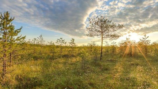 Opowieści o Poleskim Parku Narodowym w DK LSM