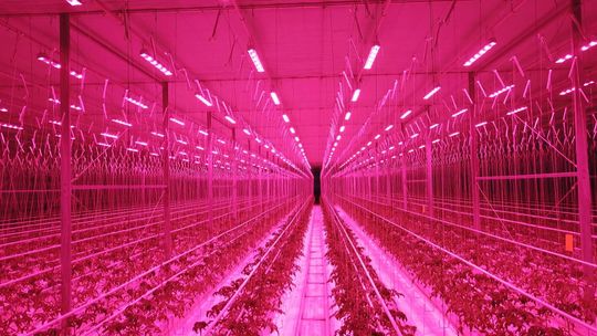 Opracowali lampę do doświetlania upraw szklarniowych. Chcą budować szklarnię doświadczalną 