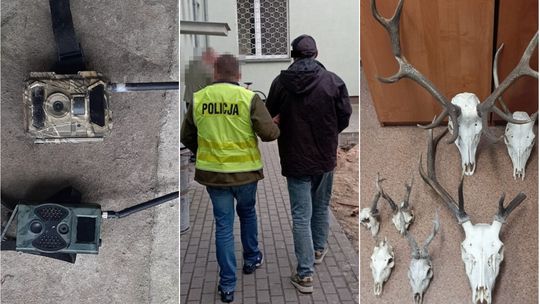 Oprócz poroża zebrał też fotopułapki 