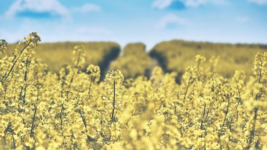 Oprysk na chwasty – tarcza dla Twoich roślin