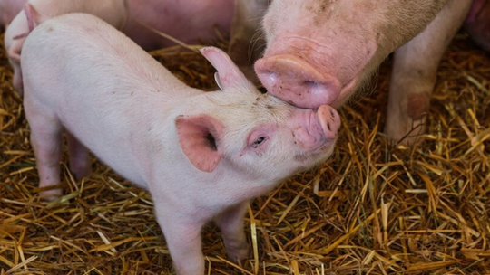 Optymalny rozwój trzody chlewnej dzięki odpowiedniemu żywieniu
