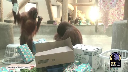 Orangutan z zoo w Denver świętuje 10. urodziny. Jak wyglądała imprezka?