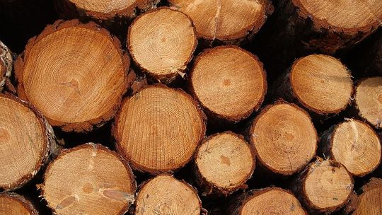 Orchówek: Złodziej przyszedł na gotowe