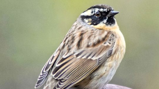 Ornitologiczna sensacja niedaleko Zamościa