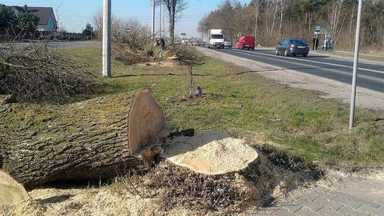 Os. Borek: Wycięli drzewa, bo zagrażały kierowcom
