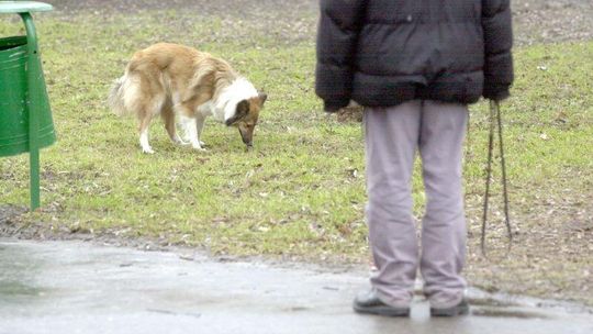 Osiedlowe polowanie na właścicieli psów