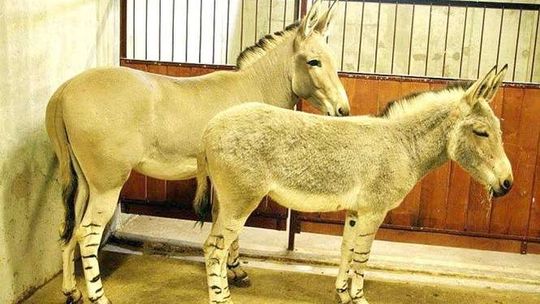 Osły somalijskie zamieszkały w zoo w Zamościu