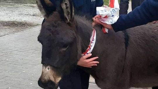 Osły uciekły z szopki w Lublinie. Policyjny pościg