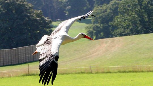 Osowa: Bocian zamiast polować, nauczył się żebrać