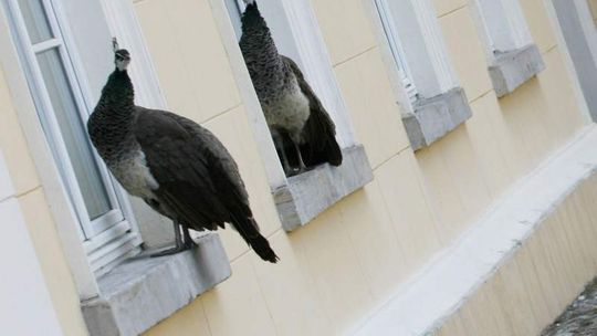 Ostatni paw jeszcze nie przyjechał, bo nie mogą go złapać