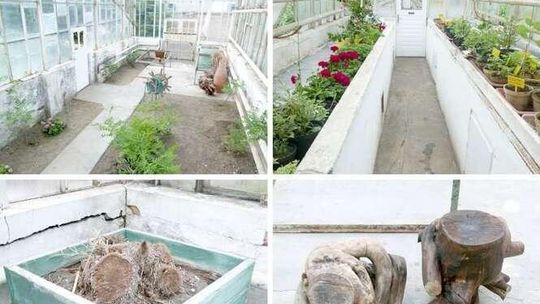 Ostatnia palmiarnia musi zginąć?