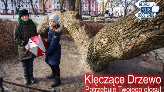 Ostatnia szansa, by oddać głos na Drzewo Roku 2019