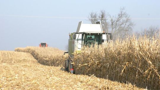 Ostatnie żniwa w tym roku