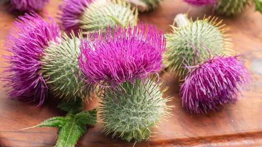 Ostropest plamisty – naturalny sojusznik Twojej wątroby