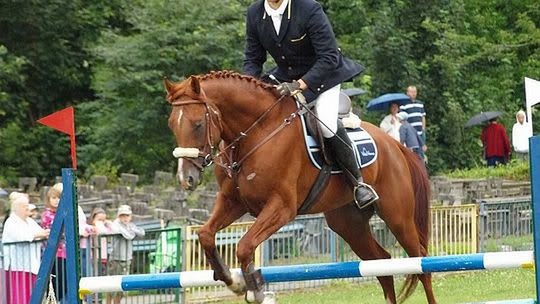 Ostrów Kolonia: Jeźdźcy i konie czyli zawody w skokach przez przeszkody