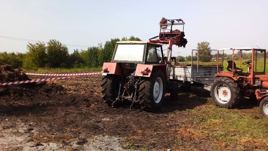 Osy w oborniku, rolnik ratuje się ucieczką, a strażacy... rozwieszają taśmę