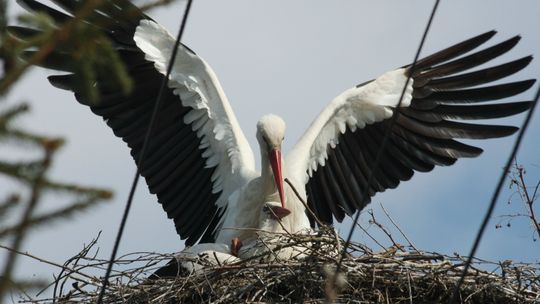 Oto 10 największych zidentyfikowanych gniazd bociana białego