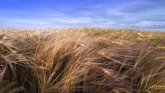 Otworzą drzwi w Końskowoli