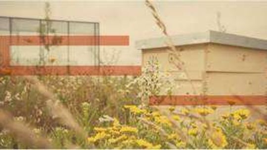 Otworzą pasiekę na dachu Centrum Spotkania Kultur