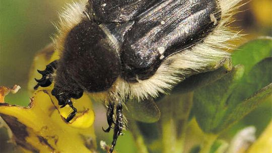 "Owad – przyjaciel czy wróg?". Wystawa w Muzeum Przyrodniczym w Kazimierzu