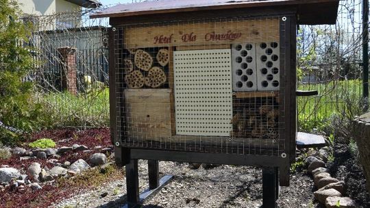 Owady mają we Włodawie swój hotel