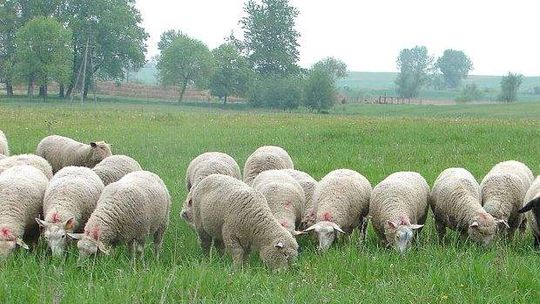 Owce na łąkach obok Zamościa, Chełma i Hrubieszowa. Pomogą w ochronie przyrody