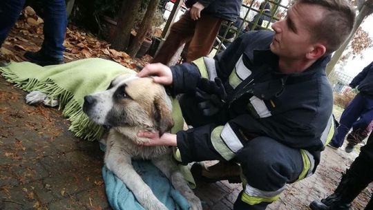 Owczarek wpadł do głębokiej studni. Uratowali go strażacy [zdjęcia]