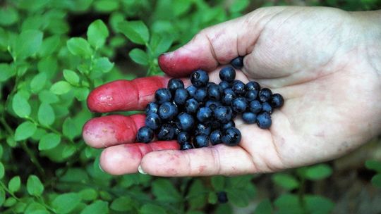 Owoce leśne prosto z krzaka? Sanepid ostrzega przed bardzo groźną chorobą