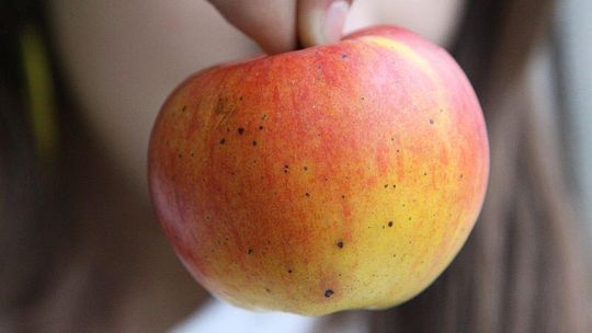 Owoce w szkole. Zgłoszenia do 11 września