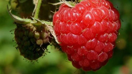 Owocowy sezon zapowiada się dobrze. Jakie ceny w skupie malin, czarnej porzeczki i wiśni?