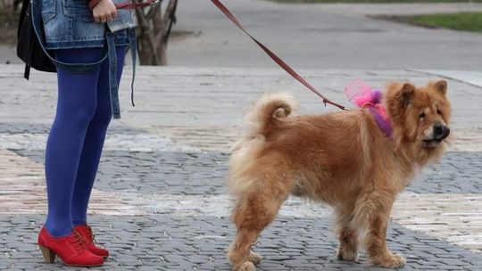 Oznakuj swojego psa czipem. Korzyści jest sporo