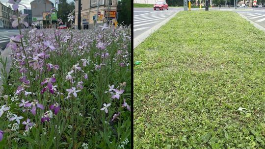 Pachnąca łąka na skrzyżowaniu w centrum Lublina. Skosili "ze względu na słabe warunki glebowe"